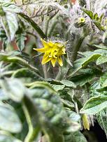 Click image for larger version

Name:	113x-f3-3-t1c4-4_flower.jpg
Views:	615
Size:	104.2 KB
ID:	1892