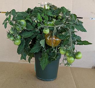 Click image for larger version

Name:	135X F4 1-1-2.jpeg
Views:	598
Size:	133.6 KB
ID:	1404
