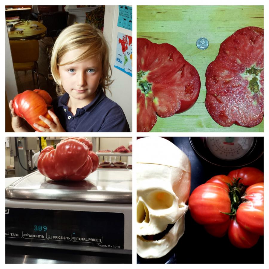 Click image for larger version

Name:	20130913_160506(0)-COLLAGE.jpg
Views:	1570
Size:	114.6 KB
ID:	1418