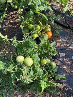 Click image for larger version

Name:	125XF2-2_FloppedPlant.jpg
Views:	653
Size:	140.8 KB
ID:	1665