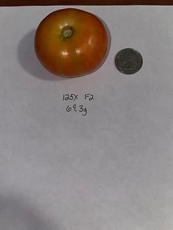 Click image for larger version

Name:	125XF2-2_Fruit1.jpg
Views:	524
Size:	31.1 KB
ID:	1666