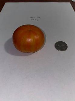 Click image for larger version

Name:	125XF2-2_Fruit2.jpg
Views:	527
Size:	24.5 KB
ID:	1667
