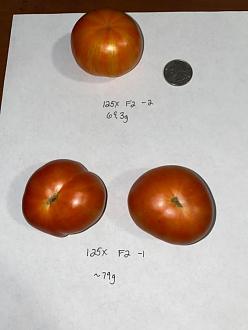 Click image for larger version

Name:	125XF2-1and2_fruits.jpg
Views:	543
Size:	40.1 KB
ID:	1668