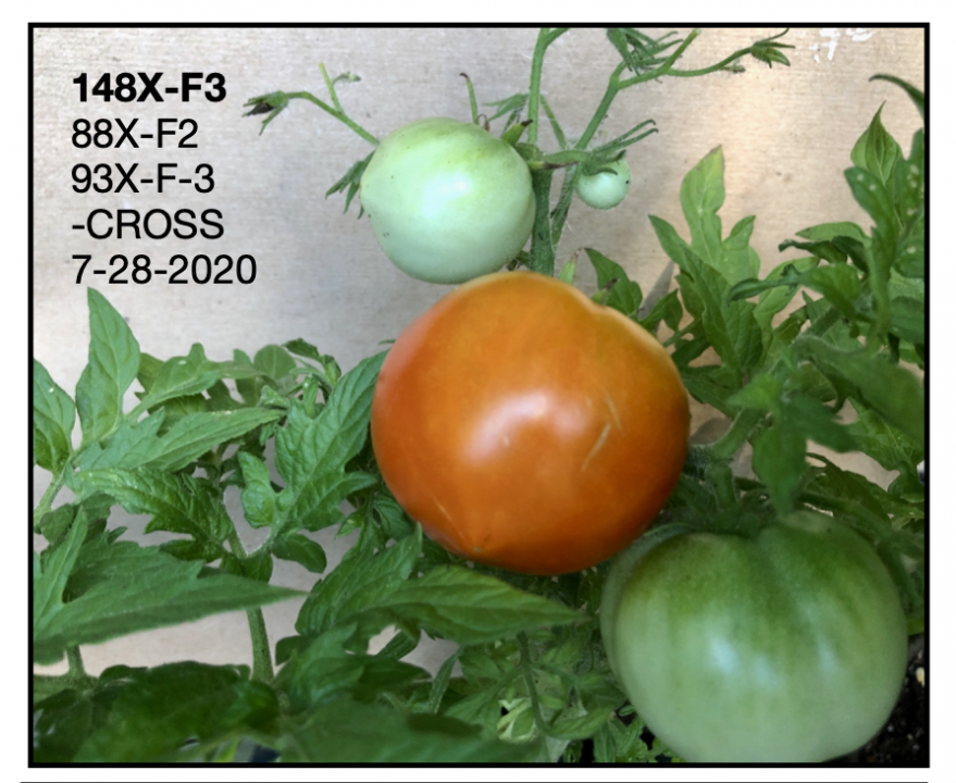 Click image for larger version

Name:	micro-first fruit 2020.png
Views:	283
Size:	855.1 KB
ID:	1755