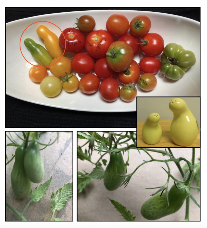 Click image for larger version

Name:	SHMOO micro toms 2.png
Views:	248
Size:	942.1 KB
ID:	1842
