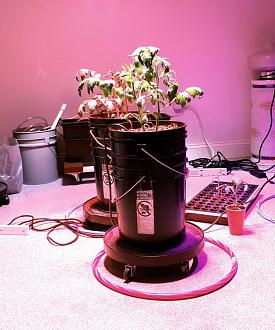 Click image for larger version

Name:	Hydroponic.jpg
Views:	461
Size:	109.6 KB
ID:	1981