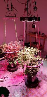 Click image for larger version

Name:	Hydro Tomatoes.jpg
Views:	579
Size:	79.7 KB
ID:	2058