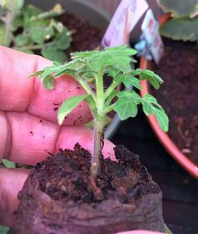 Click image for larger version

Name:	172X F2  seedling E2.jpg
Views:	743
Size:	74.3 KB
ID:	2063