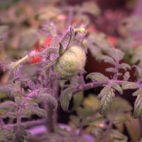 Click image for larger version

Name:	fuzzy tomato 1 10-27-2020 11-31-43 AM.jpg
Views:	614
Size:	64.6 KB
ID:	2177