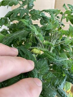Click image for larger version

Name:	125X F3 SF6-1 first fruit.jpeg
Views:	601
Size:	93.9 KB
ID:	2197