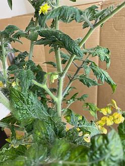 Click image for larger version

Name:	125X F3 SF6-2 First Fruit.jpeg
Views:	472
Size:	114.5 KB
ID:	2198
