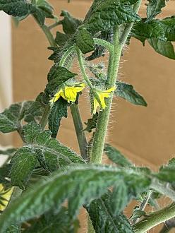 Click image for larger version

Name:	125X F3 SF6-2 Flowers.jpeg
Views:	491
Size:	102.4 KB
ID:	2199