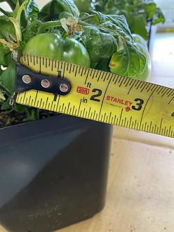 Click image for larger version

Name:	150X F3 Fruit 1.jpeg
Views:	472
Size:	73.4 KB
ID:	2202