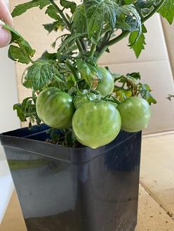 Click image for larger version

Name:	150X F3 Fruit 2.jpeg
Views:	440
Size:	72.3 KB
ID:	2203