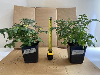 Click image for larger version

Name:	150X F3 T2C4-12 - first growth habit.jpeg
Views:	463
Size:	156.3 KB
ID:	2205