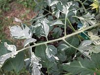 Click image for larger version

Name:	variegated_tomato.jpg
Views:	730
Size:	140.6 KB
ID:	2294