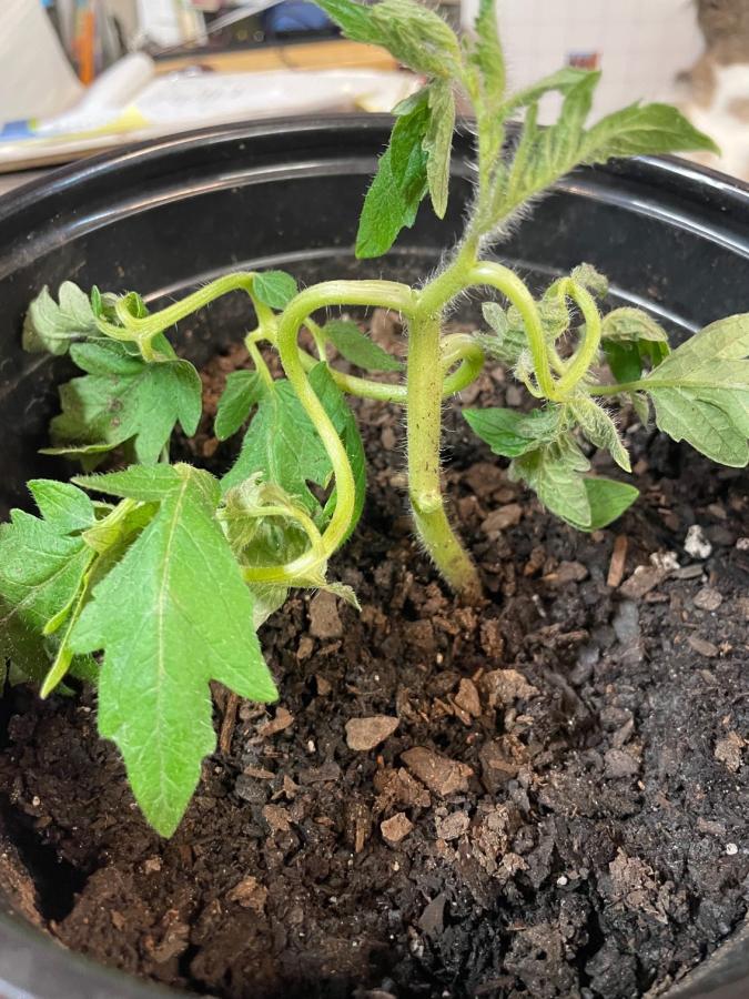 Click image for larger version

Name:	tomato.jpg
Views:	82
Size:	123.6 KB
ID:	2650