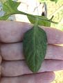 Click image for larger version

Name:	Tomato leaf 1.jpeg
Views:	456
Size:	44.1 KB
ID:	1784