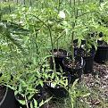Click image for larger version

Name:	102xf2 height:tomatoes.jpg
Views:	494
Size:	255.8 KB
ID:	2168
