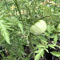 Click image for larger version

Name:	102xf2 tomatoes:blossoms.jpg
Views:	460
Size:	137.0 KB
ID:	2169