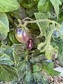 Click image for larger version

Name:	mother - dwarf mocha's cherry - plum variation.jpg
Views:	538
Size:	95.2 KB
ID:	2461