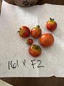 ripened tomatoes