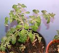 possible potato leaf? It has one tomato developing