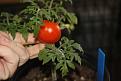 Tomato on E4