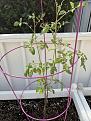 Black Cherry whole plant